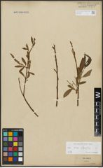 Foto von Salix alba L. x Salix fragilis L.